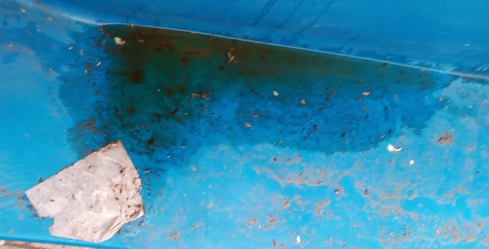 Photo of a dark patch of algae growing on a blue pool wall, with debris scattered on the surface