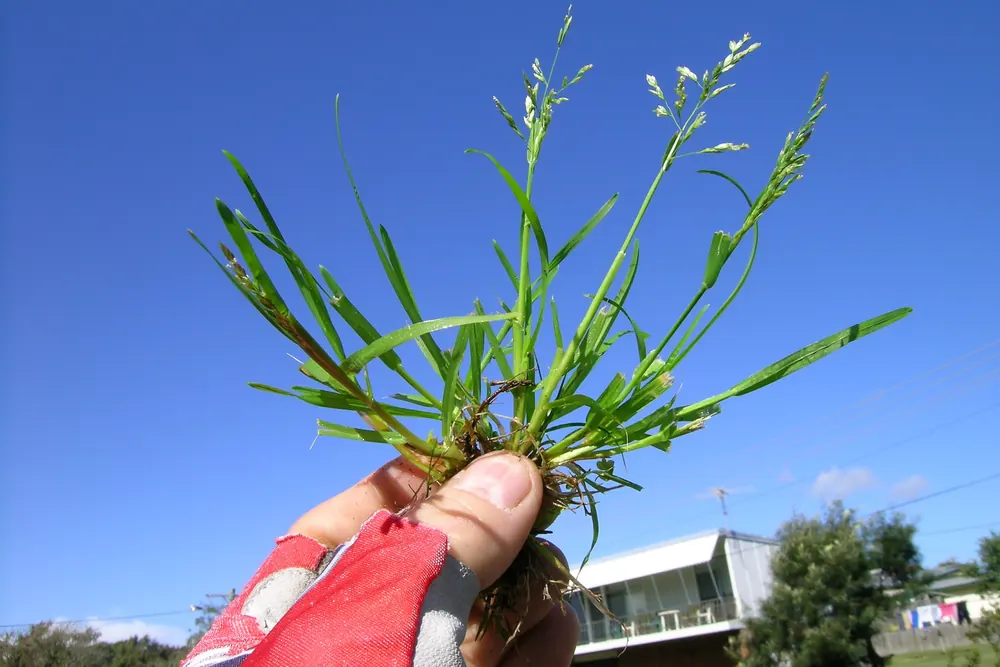 Photo of a hand holding an uprooted annual bluegrass plant with pale seed heads against a blue sky