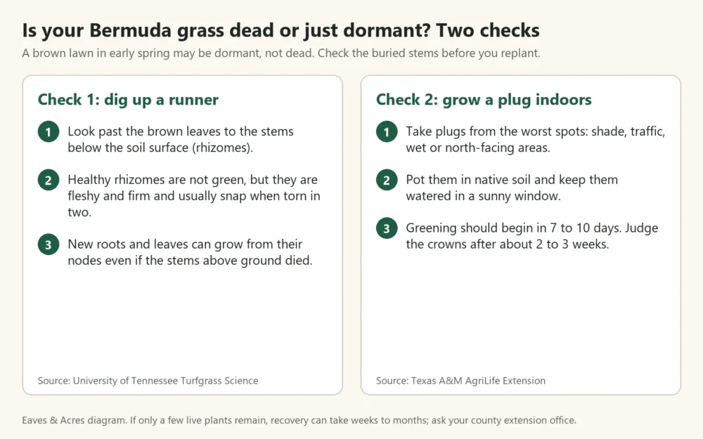 Diagram of two checks for dead or dormant Bermuda grass: a rhizome check and an indoor plug test
