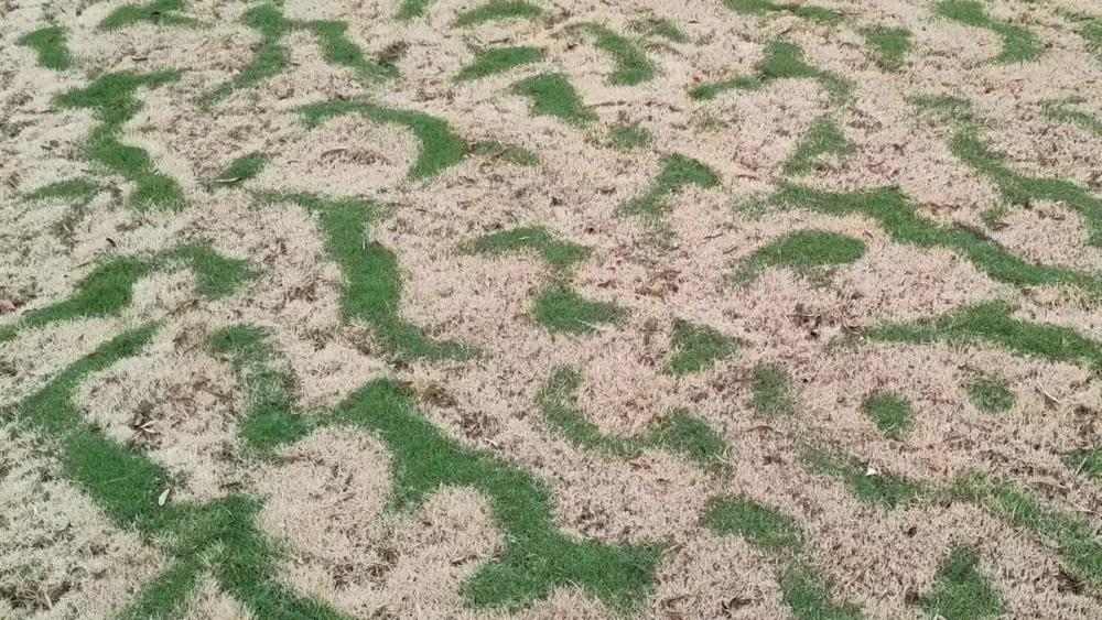 Photo of a Bermuda grass lawn striped green and tan as it goes dormant after the first fall frosts