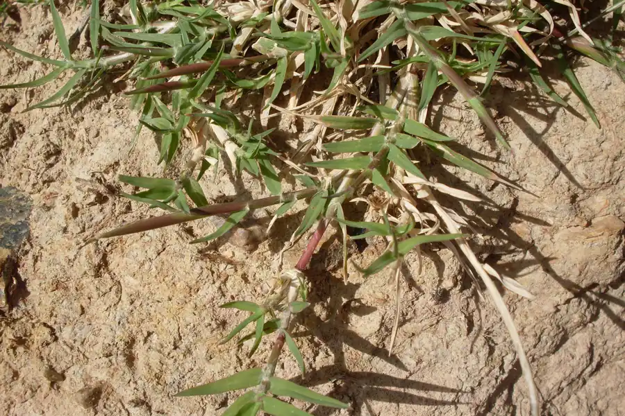 Close-up photo of a Bermuda grass runner with new green leaves beside straw-colored dead leaves