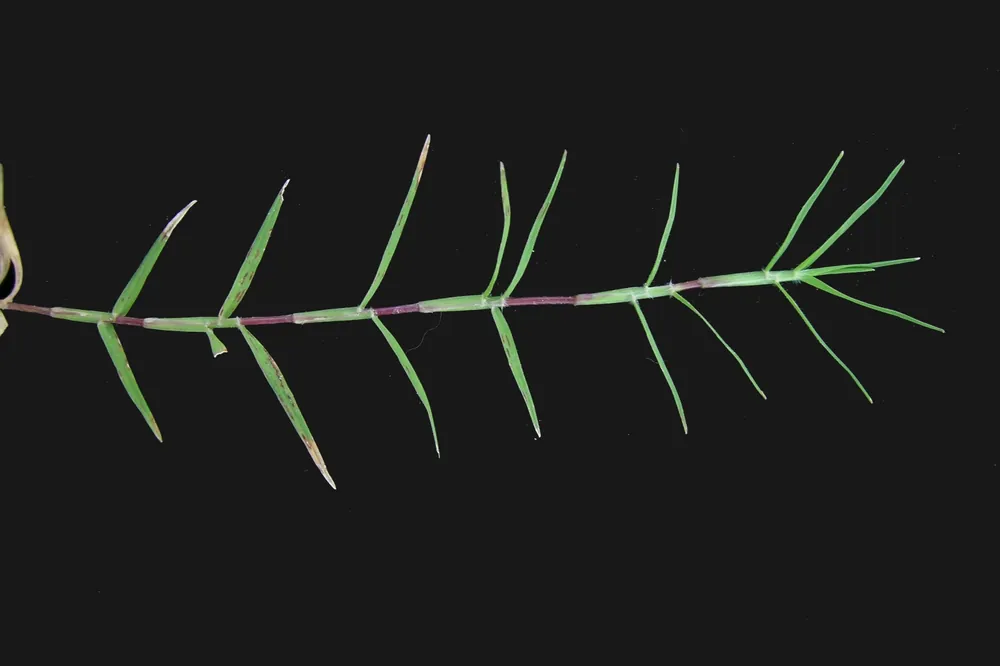 Close-up photo of a Bermuda grass stolon with short paired leaves at each node on a black background