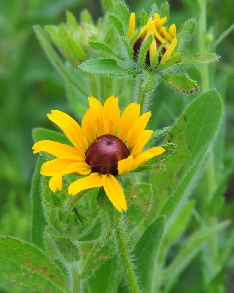 Photo of a black-eyed Susan flower with yellow petals and a dark center beside an opening bud on a hairy stem