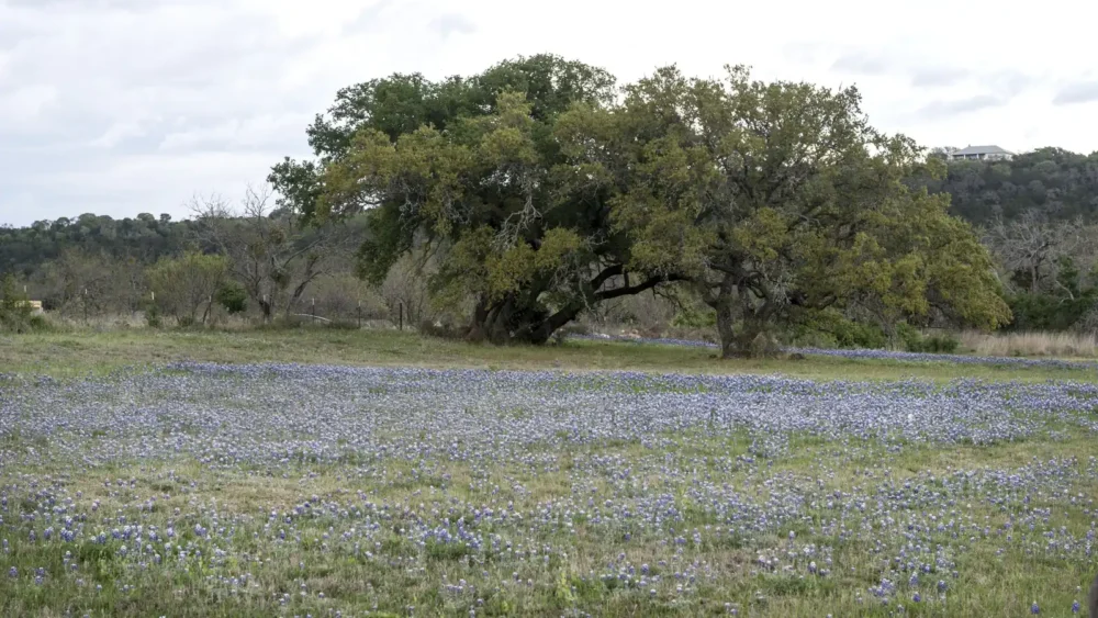 Photo of a field of blue Texas bluebonnets in bloom under a large spreading tree in the Texas Hill Country near Burnet