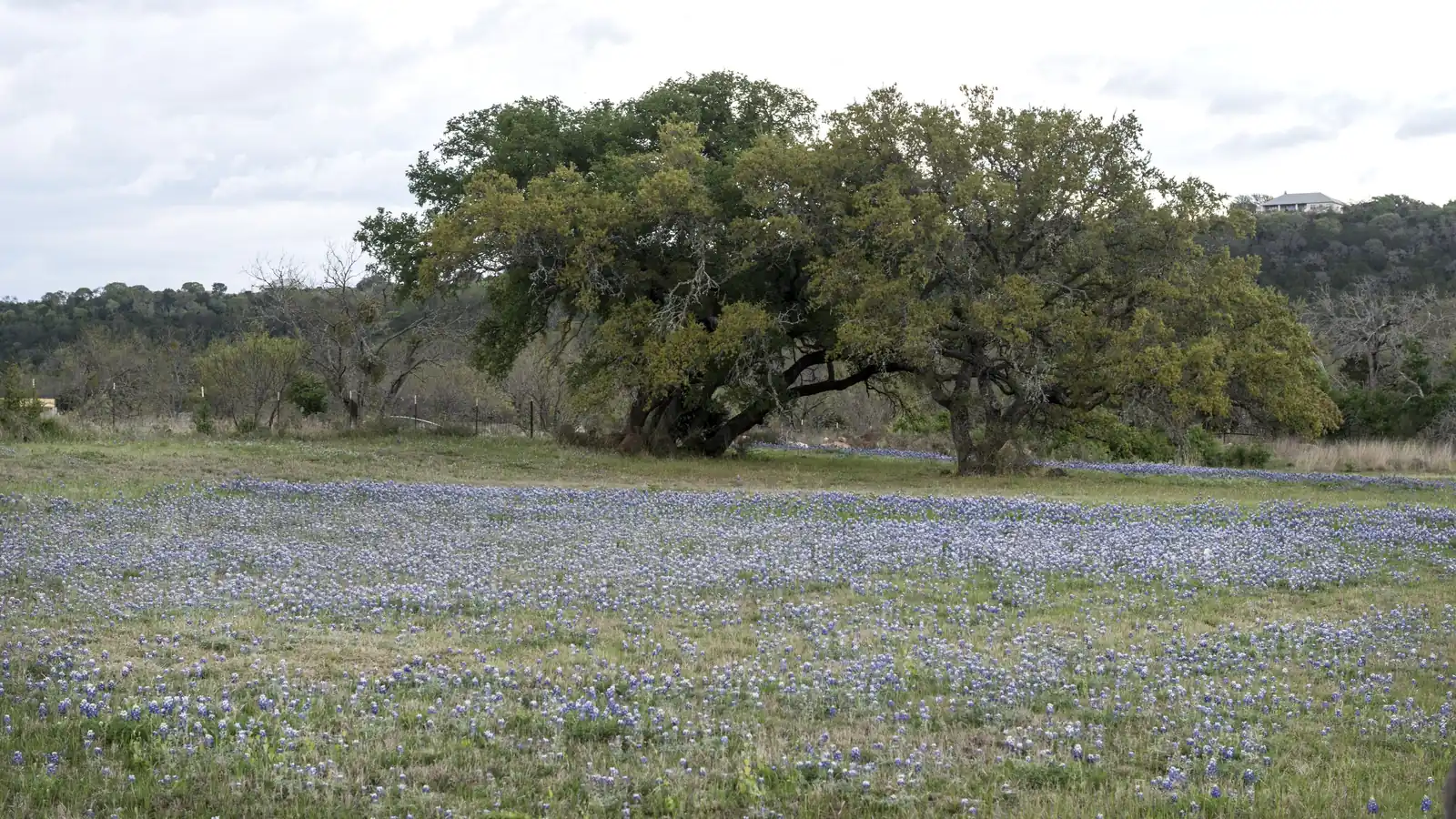 Photo of a field of blue Texas bluebonnets in bloom under a large spreading tree in the Texas Hill Country near Burnet