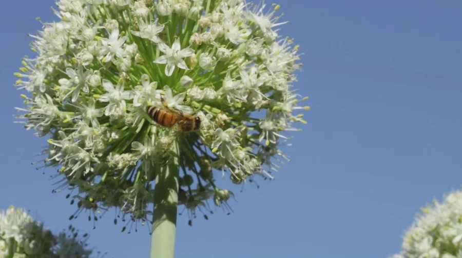 Photo of a round white onion flower head on a tall stalk, with a honeybee feeding against a blue sky