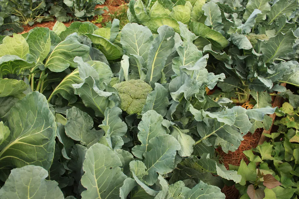 Photo of a broccoli head forming among blue-green broccoli and cabbage leaves in a fall garden bed