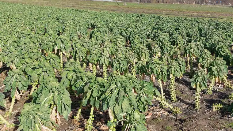 Photo of a field of tall Brussels sprouts plants with green leaves still standing after a hard frost