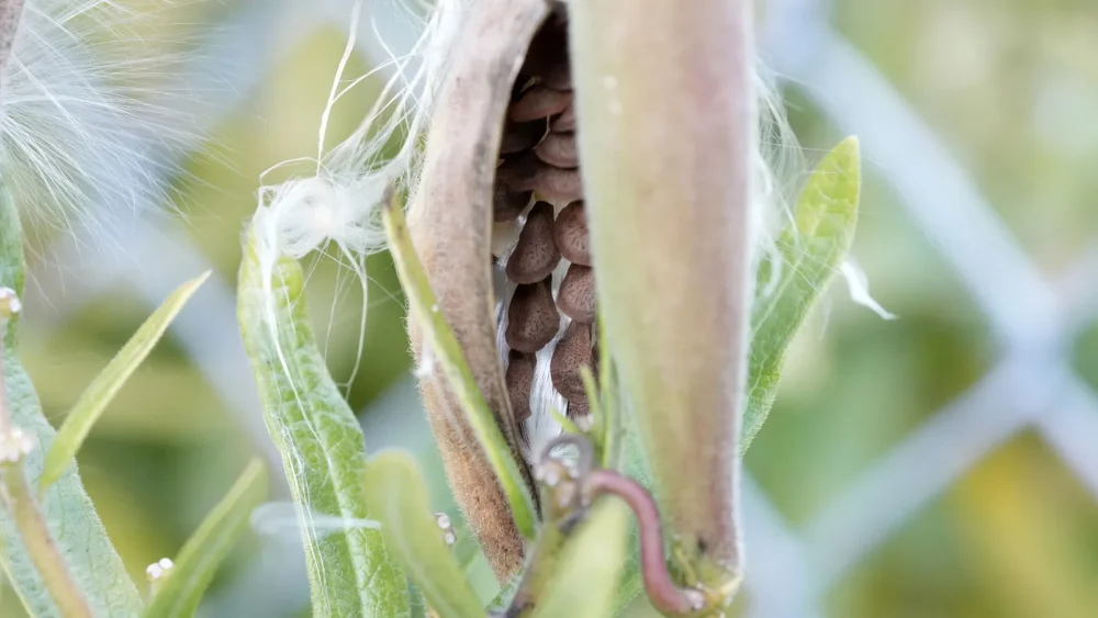 Photo of an opening butterfly milkweed pod with rows of flat brown seeds and white silk, ready to collect