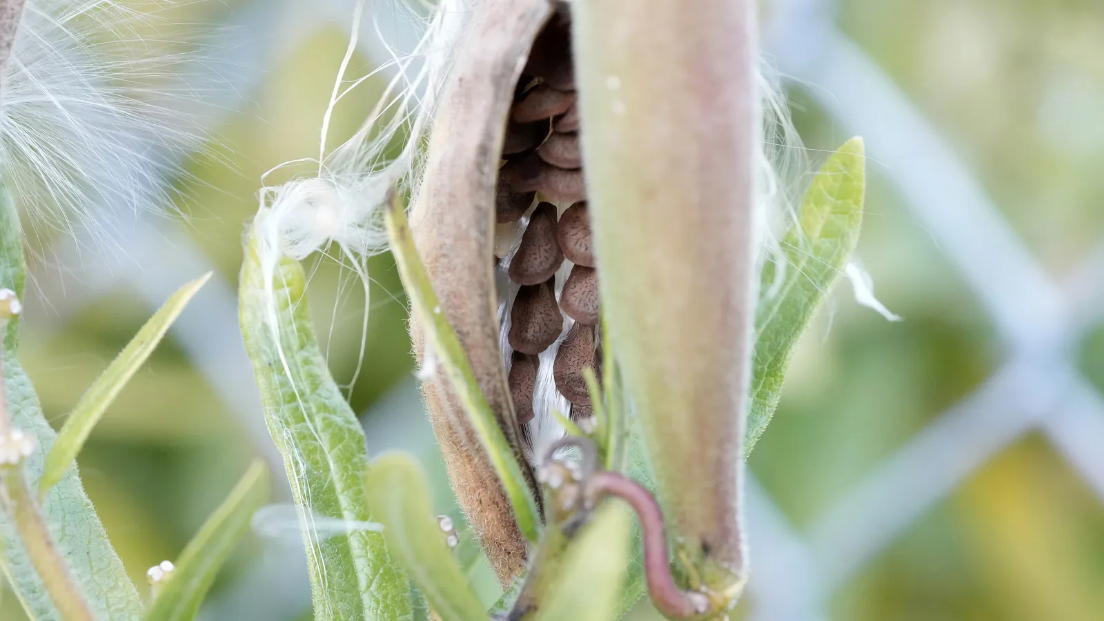 Photo of an opening butterfly milkweed pod with rows of flat brown seeds and white silk, ready to collect
