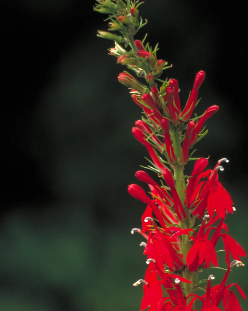 Photo of a cardinal flower spike with bright red tubular flowers and buds against a dark green background