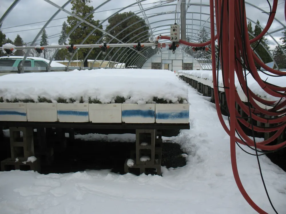 Photo of trays of young container seedlings on outdoor nursery benches, covered by a thick layer of snow