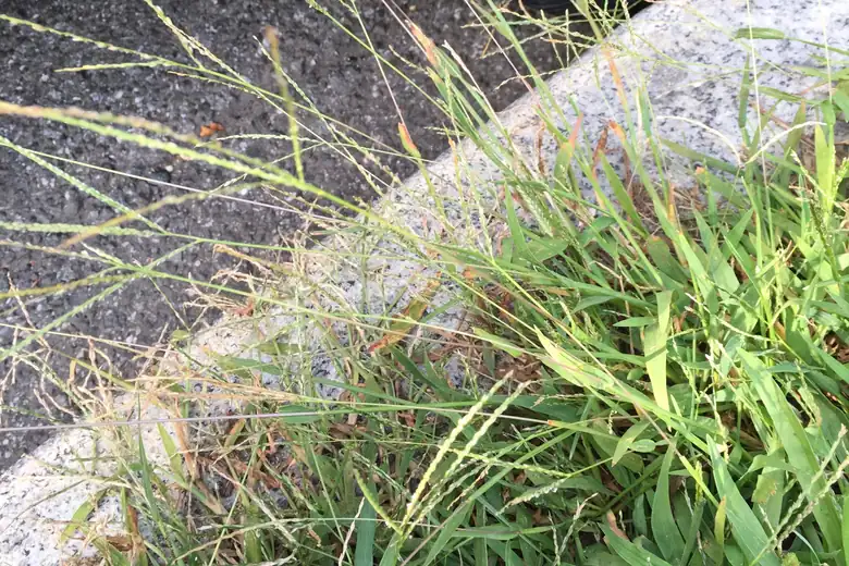 Photo of smooth crabgrass with thin seed heads growing in a lawn strip beside a concrete curb