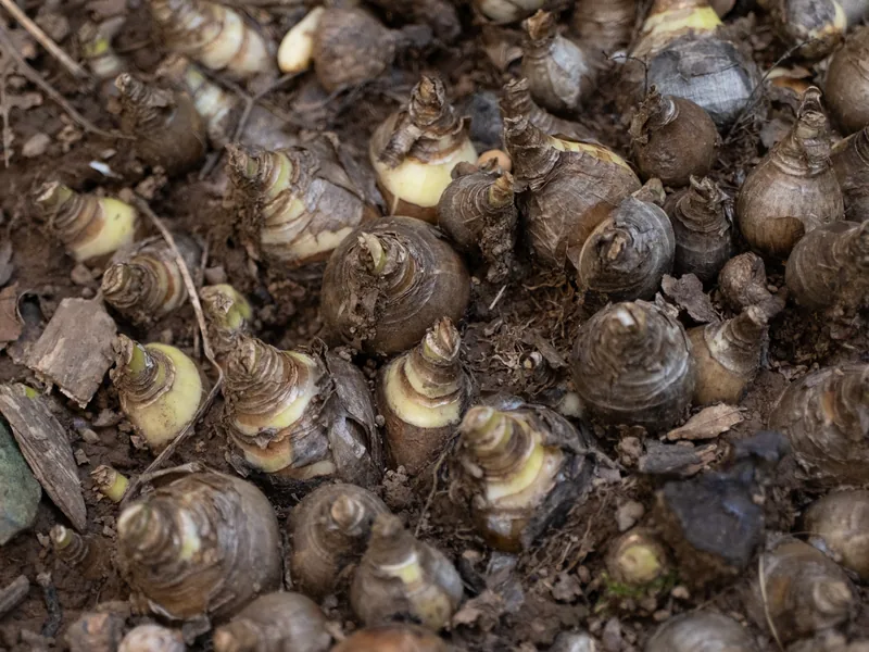 Photo of a crowded clump of brown daffodil bulbs in soil, their pale new shoot tips showing at the top