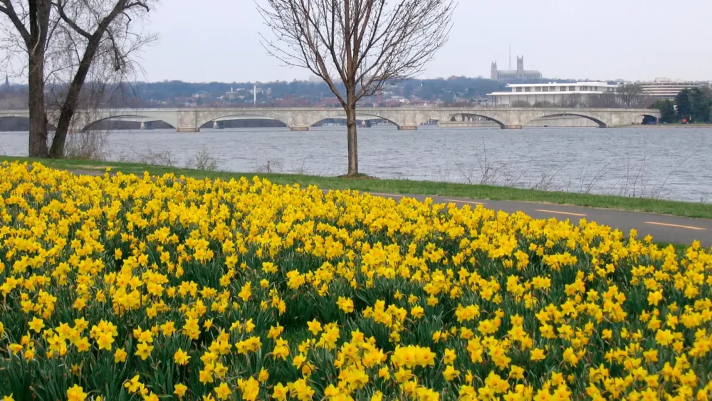 Photo of a bank of yellow daffodils in bloom beside the Potomac River in Lady Bird Johnson Park, Washington, DC