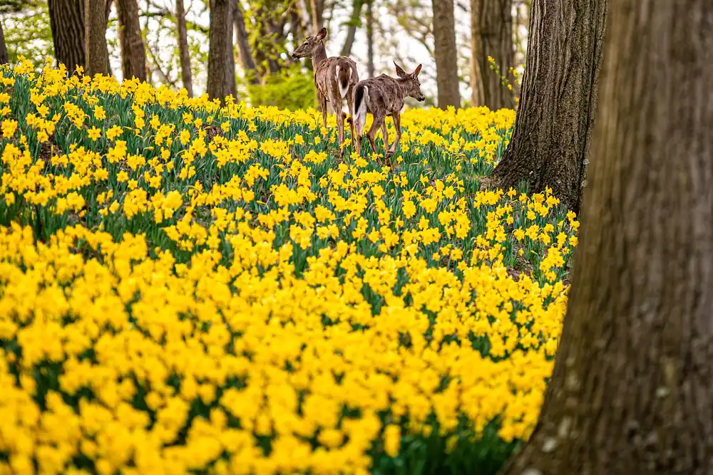 Photo of two white-tailed deer walking through a wooded hillside covered in yellow daffodils in bloom