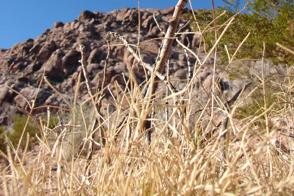 Photo of straw-colored dormant Bermuda grass with old seed stalks in December near Las Vegas, Nevada