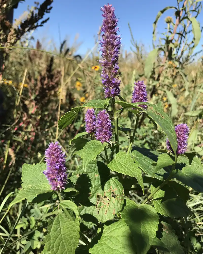 Photo of purple anise hyssop spikes blooming in a first-year prairie planting that was dormant seeded in November