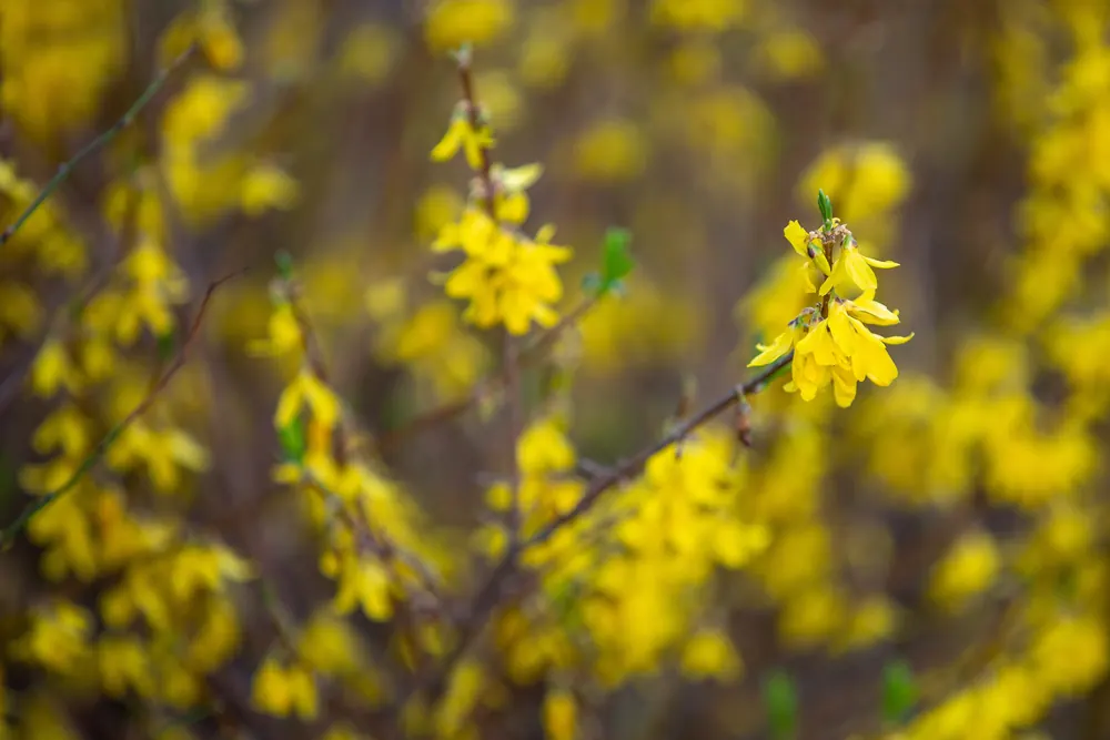 Photo of bright yellow forsythia flowers in spring bloom, a common cue for pre-emergent timing