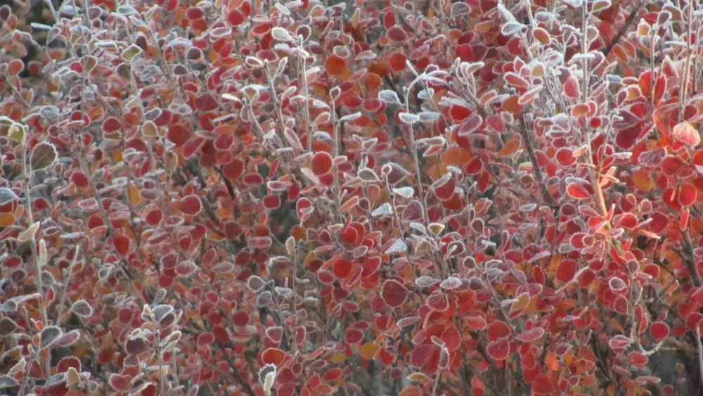 Photo of white frost crystals edging red dwarf birch leaves on a cold autumn morning