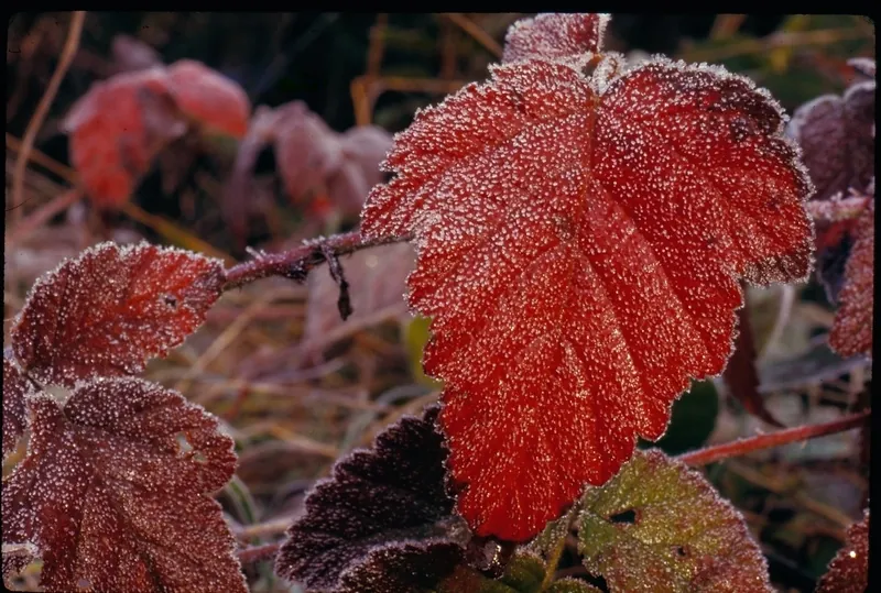 Photo of bright red blackberry leaves studded with tiny white frost crystals on a cold morning
