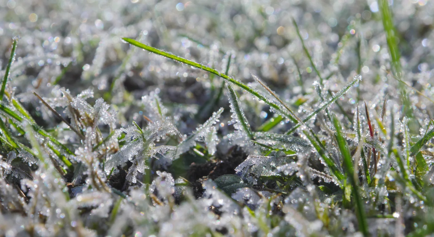 Close-up photo of white hoar frost on still-green lawn grass blades on a cold late-fall morning