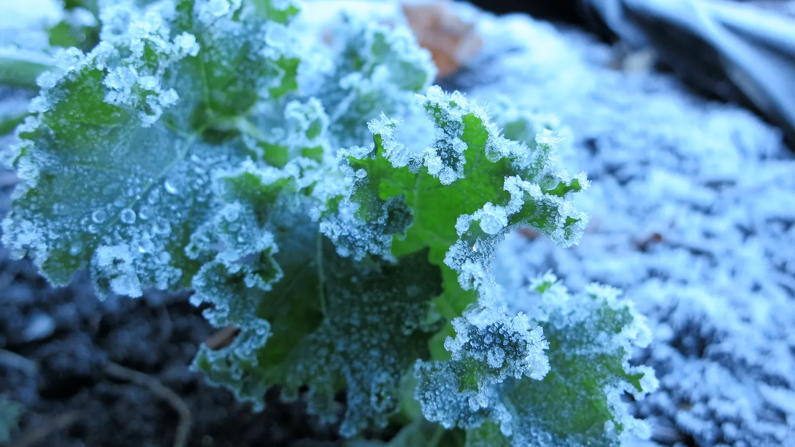 Photo of frost crystals coating curly kale leaves in a garden bed on a cold autumn morning