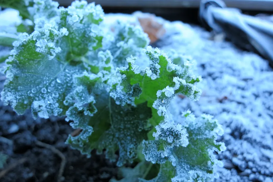 Photo of frost crystals coating curly kale leaves growing in a raised bed on a cold fall morning