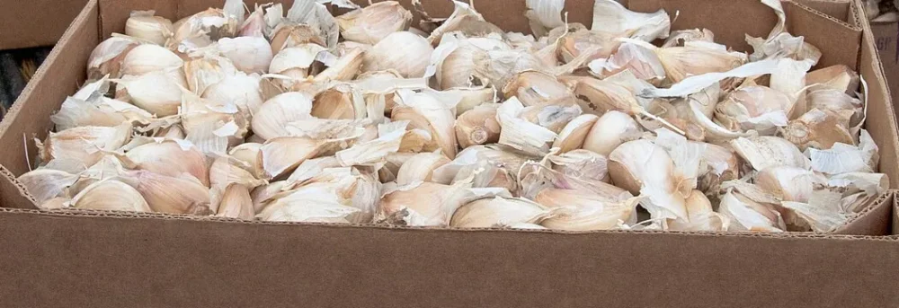Photo of garlic heads split into papery individual cloves in a cardboard box, ready for fall planting