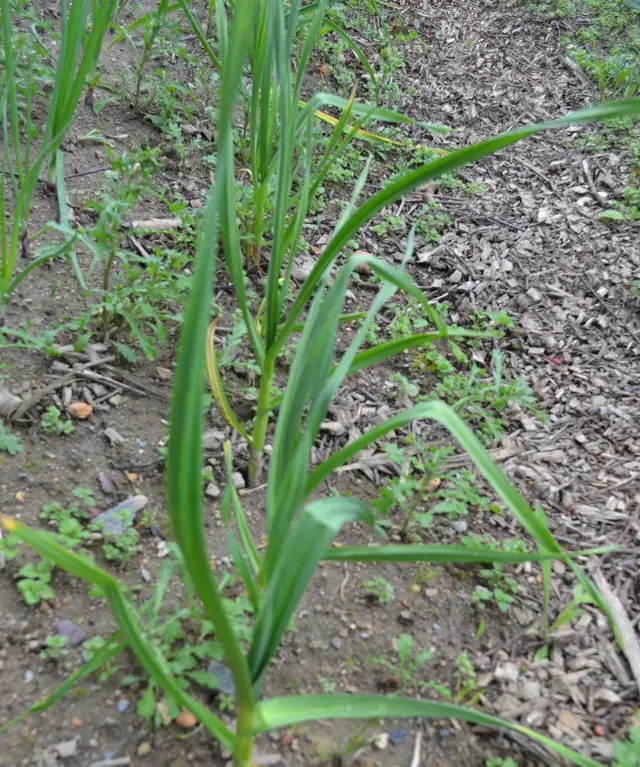 Photo of fall-planted garlic plants with long green leaves growing in a mulched garden bed in spring