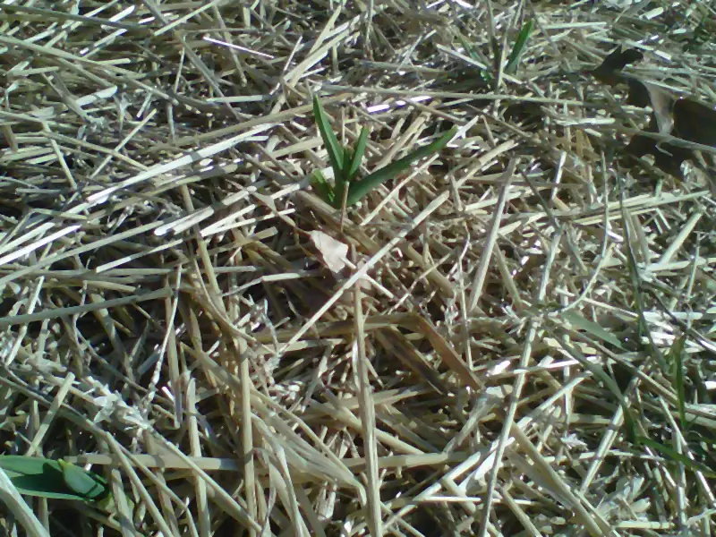 Photo of a young garlic shoot pushing up through straw mulch on a garlic bed in early spring