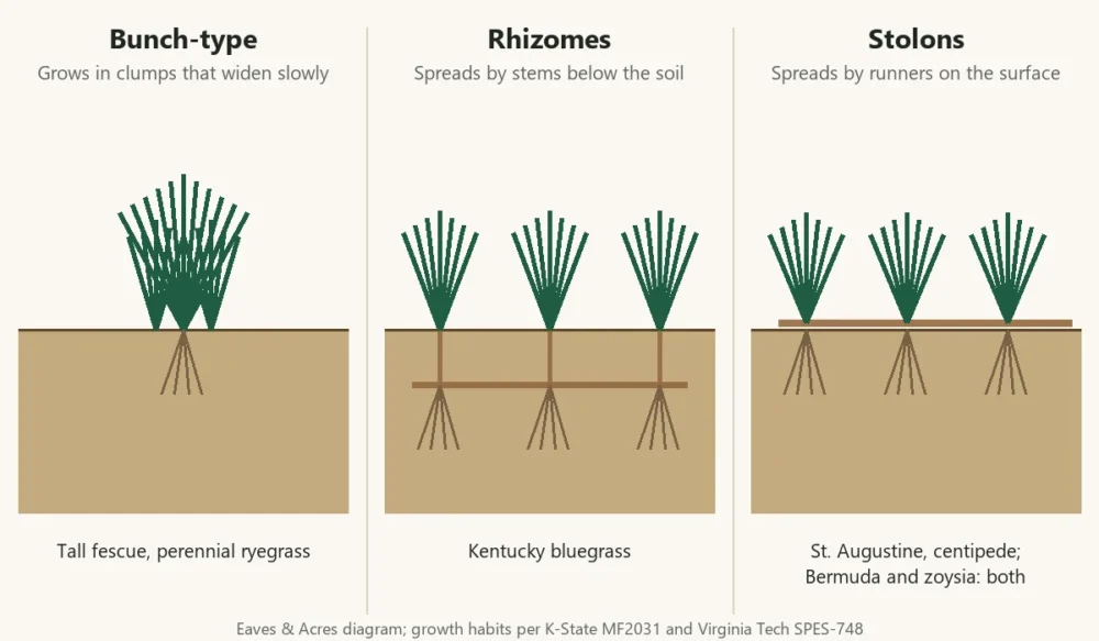 Diagram comparing bunch-type, rhizome and stolon growth habits of cool-season and warm-season lawn grasses