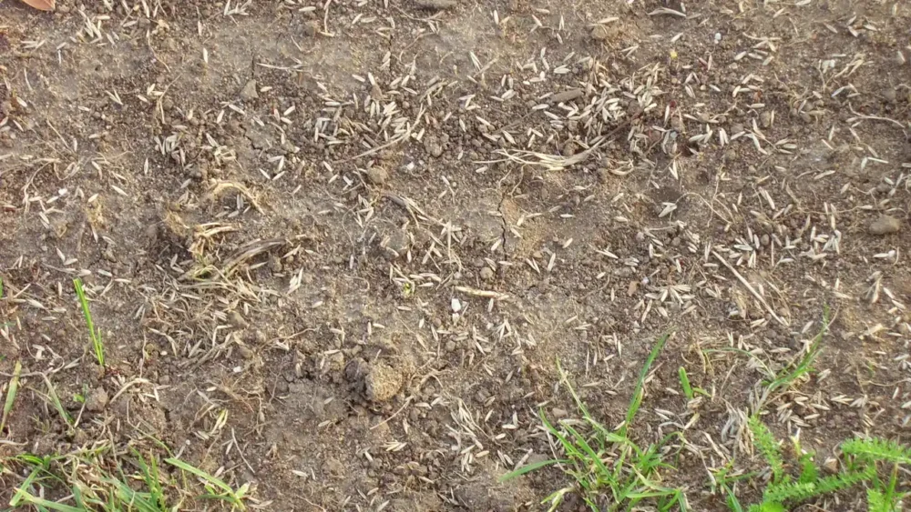Photo of freshly sown grass seed lying on bare, raked soil beside a few green grass blades