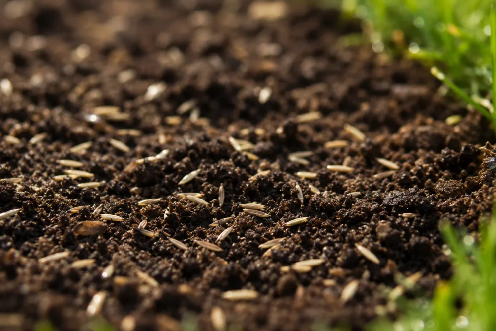 Close-up photo of grass seed scattered on loose, raked soil before overseeding