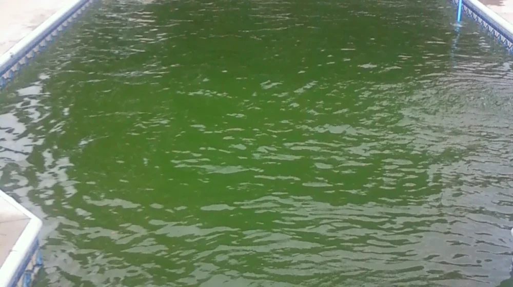 Photo of a backyard in-ground pool with cloudy, bright green algae water that needs a SLAM-level shock