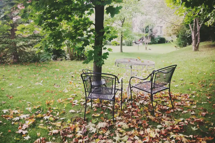 Photo of a green backyard lawn under trees in October with fallen leaves around two metal patio chairs