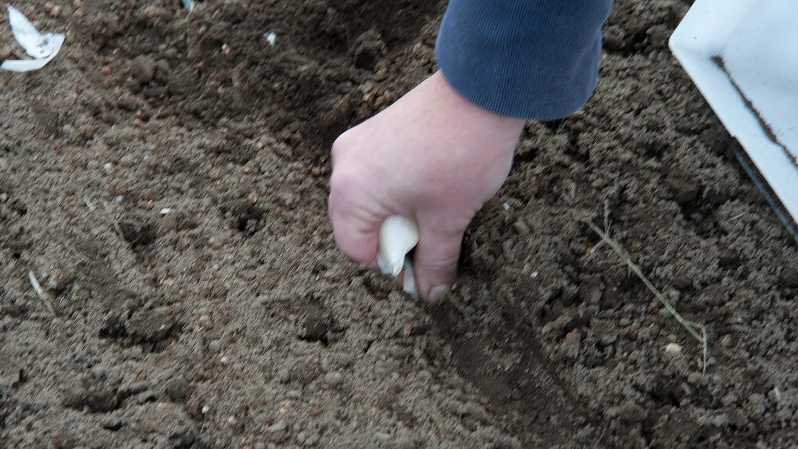 Photo of a gardener’s hand pressing a garlic clove into loose, dark soil during fall planting