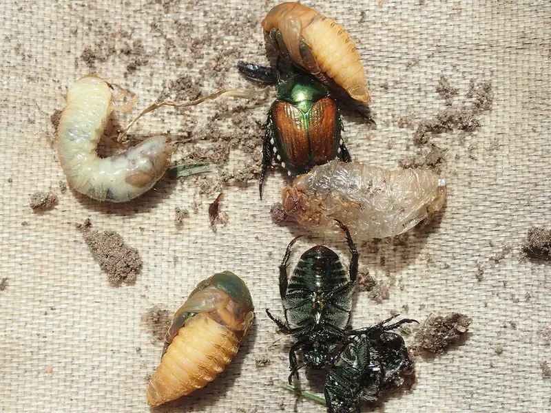 Photo of newly emerged Japanese beetle adults beside pupae and a white grub on soil-dusted burlap