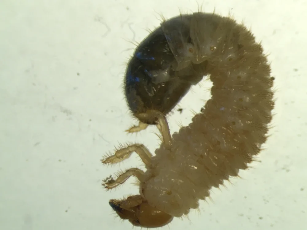 Photo of a C-shaped third-stage Japanese beetle grub with three pairs of legs, a typical lawn white grub