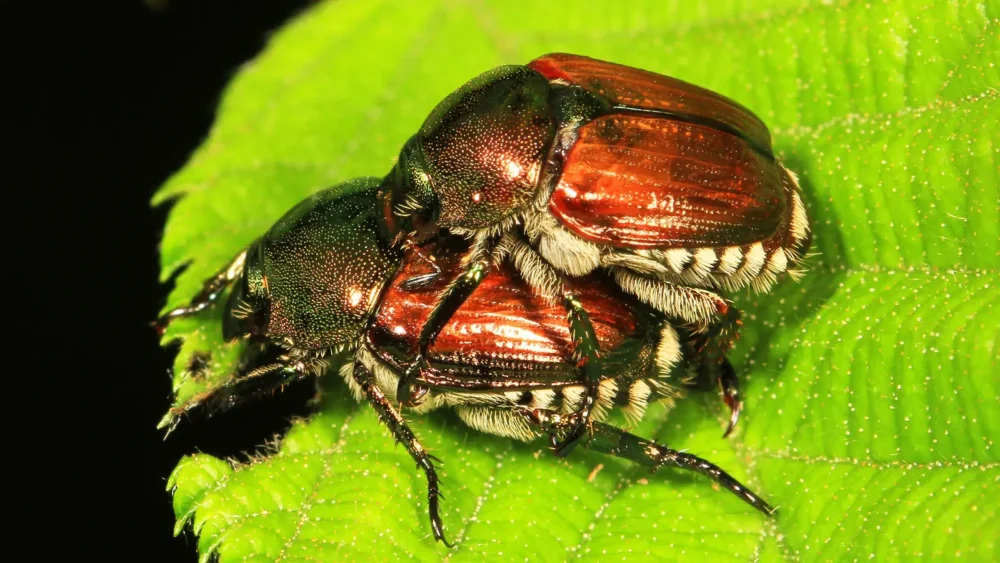 Photo of two Japanese beetles in a mating pair on a green leaf in late June, at the start of egg-laying