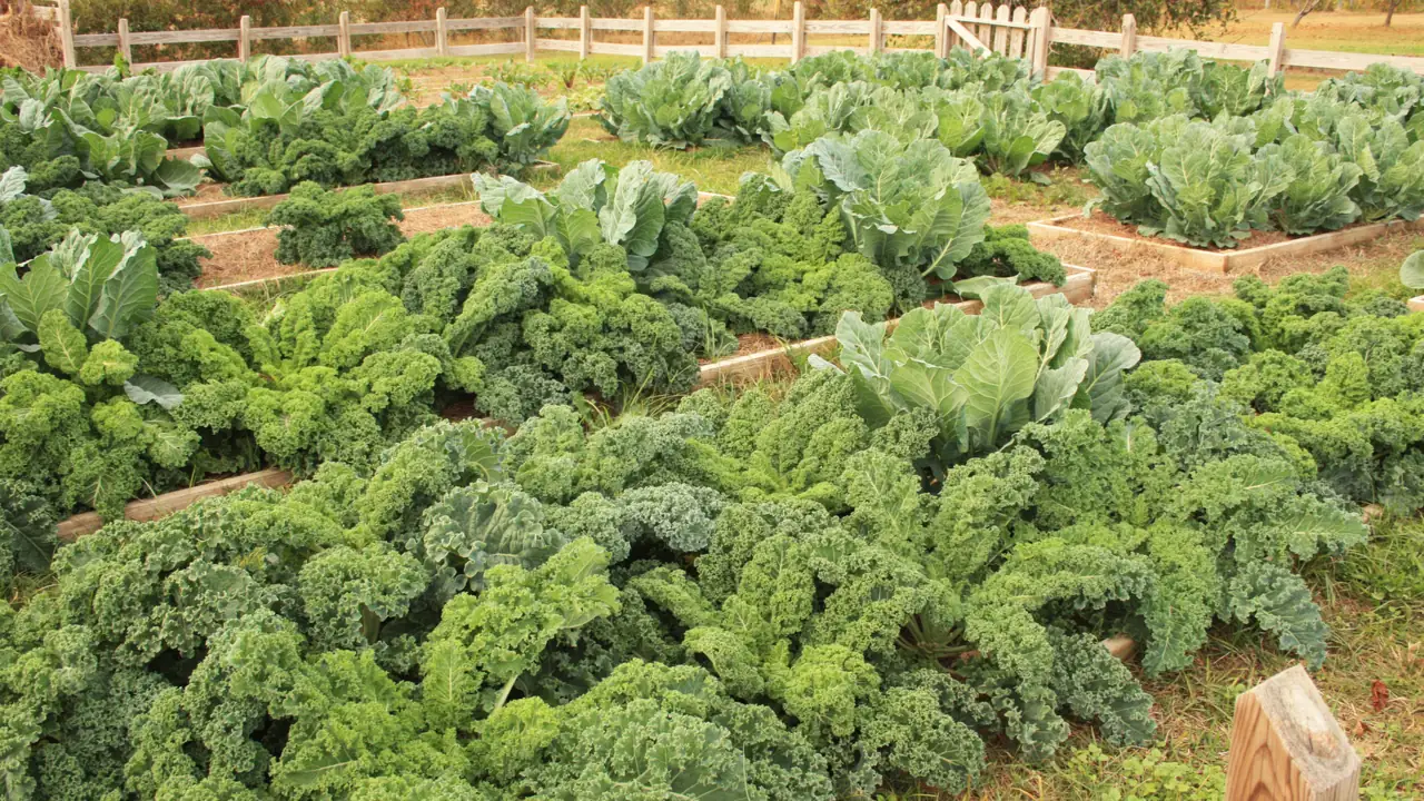 Photo of raised garden beds full of curly kale and broad-leaved cabbage-family greens in early fall