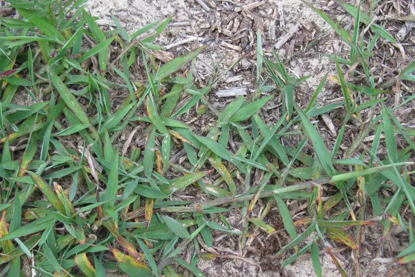 Photo of large crabgrass plants spreading across thin patches of bare, sandy soil