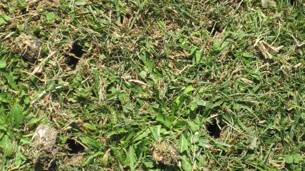 Close-up photo of a lawn after core aeration, with open holes and pulled soil plugs lying among the grass blades