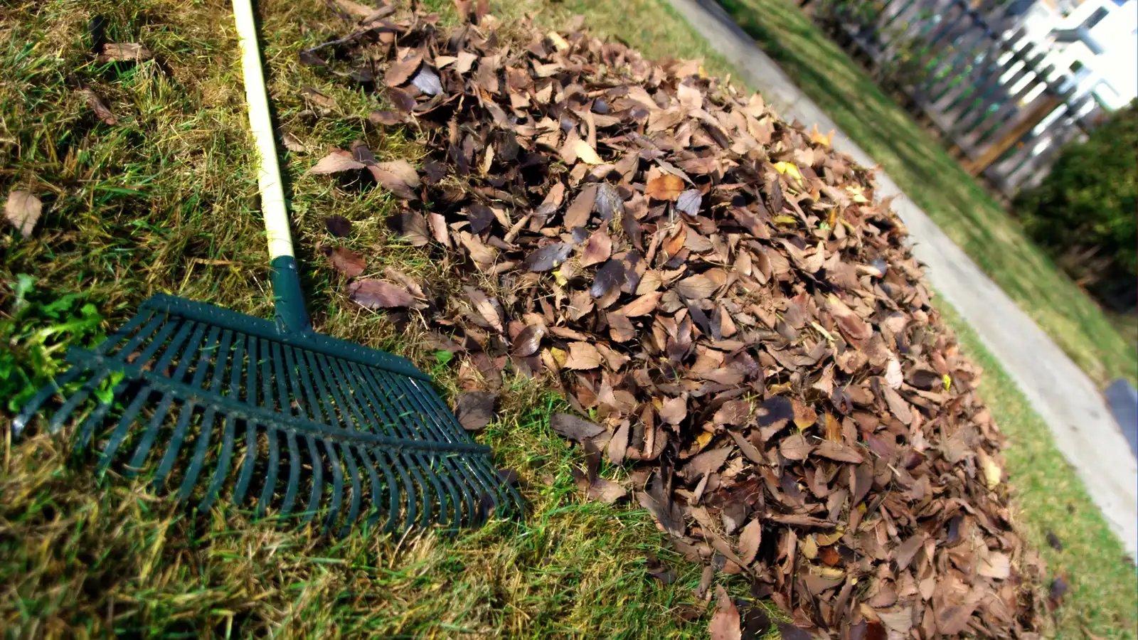 Photo of a green plastic leaf rake lying on a lawn beside a large pile of raked brown autumn leaves
