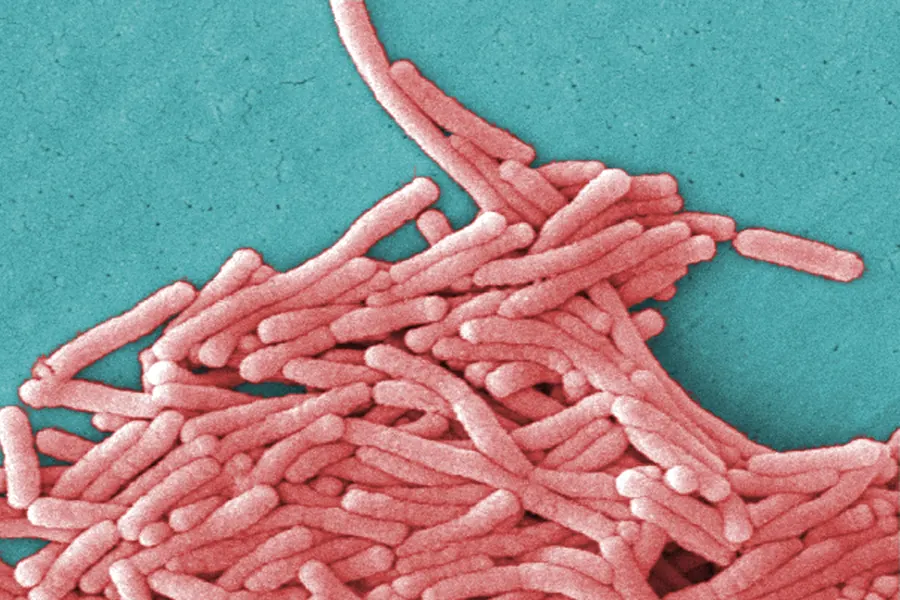 Electron micrograph of pink rod-shaped Legionella pneumophila bacteria clustered on a blue-green background