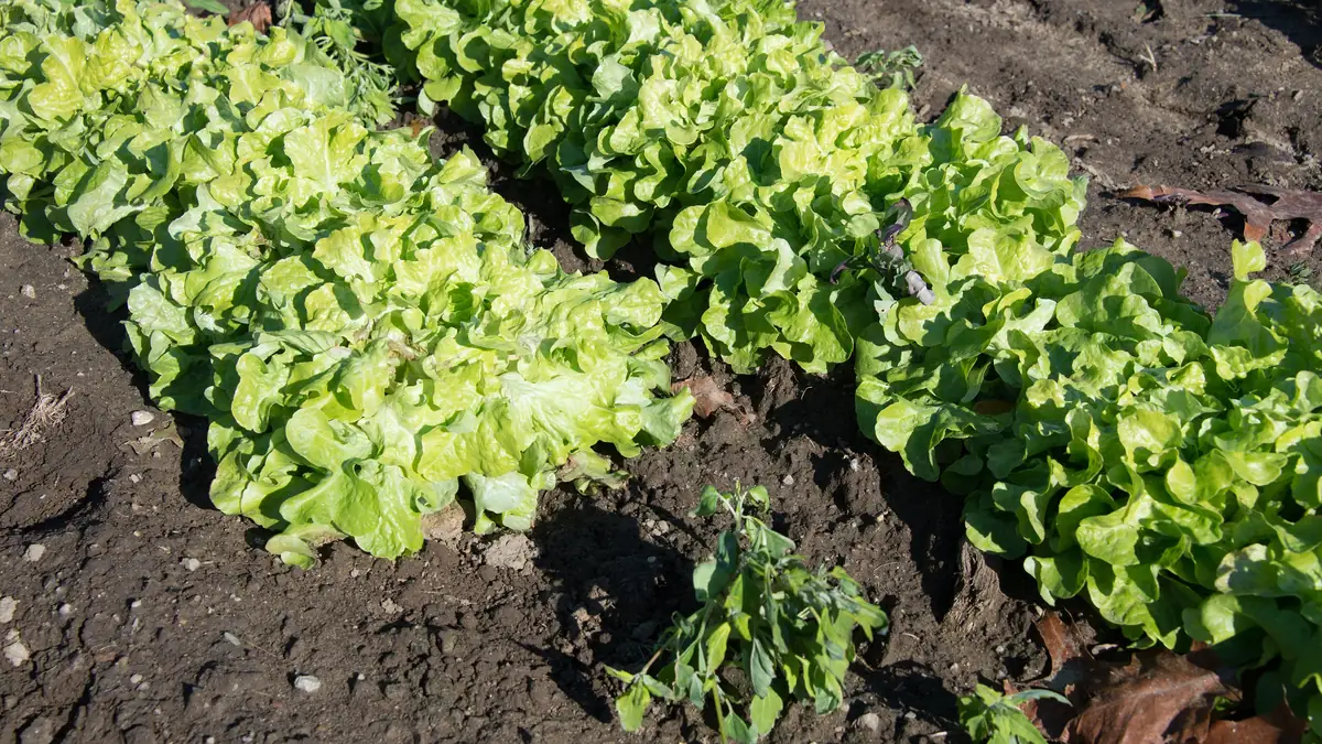 Photo of heads of green leaf lettuce growing in dark garden soil on a sunny day after a frost