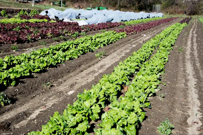 Photo of lettuce rows in a November field with white floating row covers over the far beds