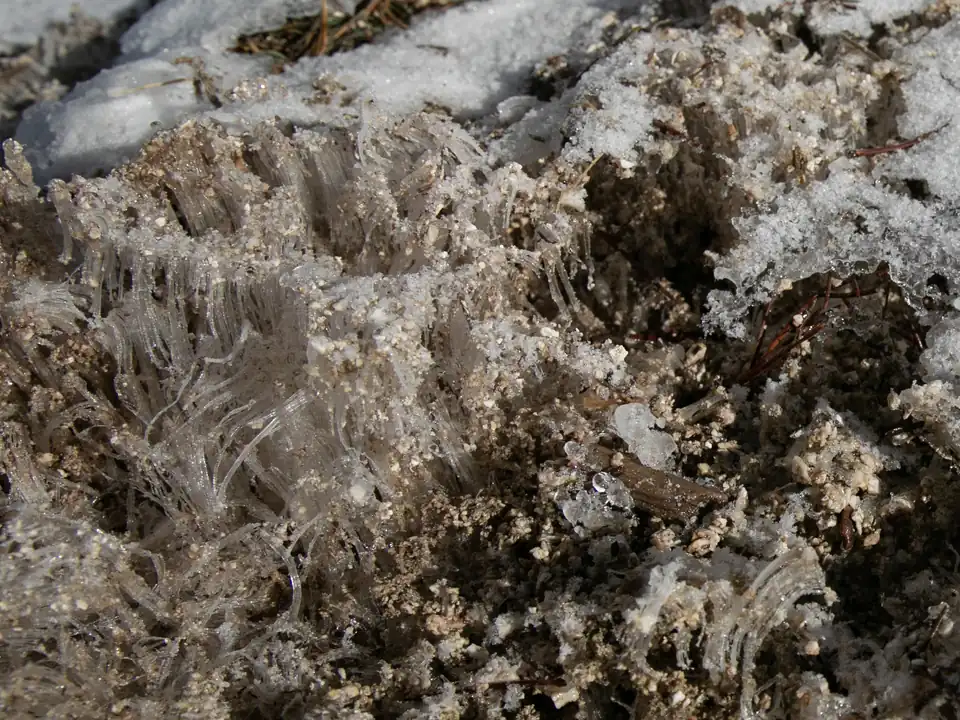 Photo of needle ice pushing up through bare soil next to melting snow on a February day