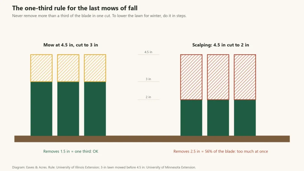 Diagram of the one-third mowing rule: grass cut from 4.5 to 3 inches vs scalped to 2 inches
