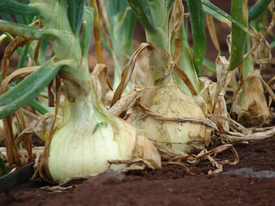 Photo of two large white onion bulbs swelling at the soil surface among drying outer leaves in a field